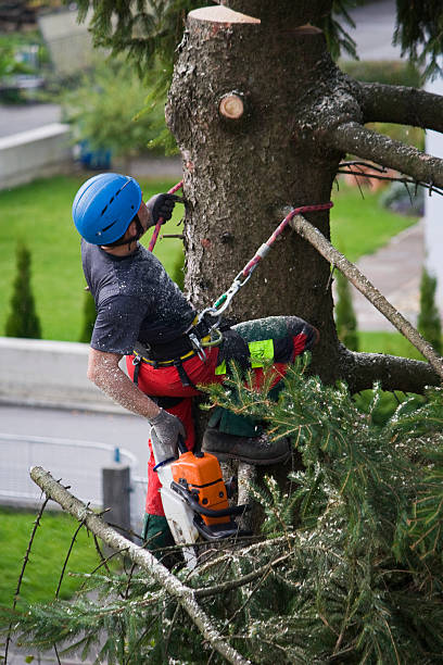 Reliable St Vincent College, PA  Tree Services Solutions