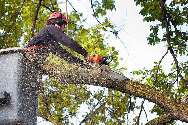 Best Tree Health Inspection  in St Vincent College, PA